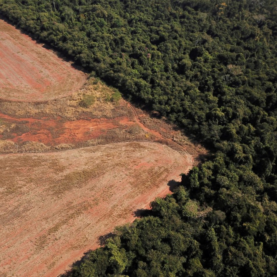 Urge que el gobierno tramita la ley de productos libres de deforestación