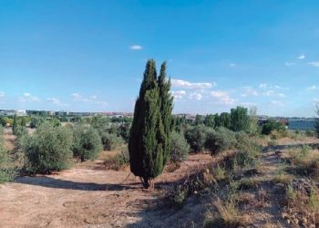 700 árboles podrían desaparecer por la construcción del circuito de Fórmula 1 de Madrid