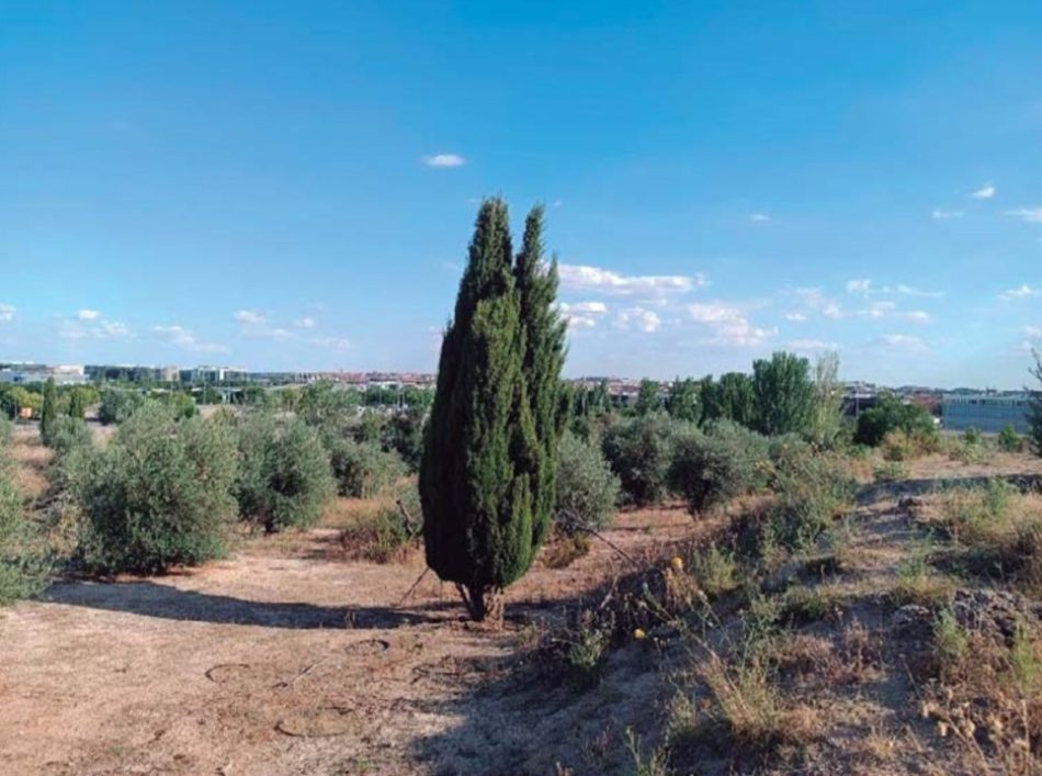 700 árboles podrían desaparecer por la construcción del circuito de Fórmula 1 de Madrid