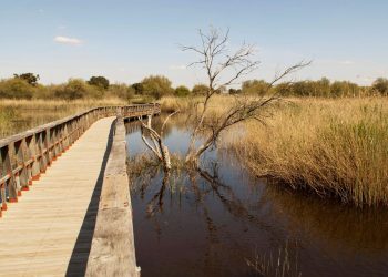 Alianza Verde pide explicaciones en el Congreso sobre la presencia generalizada de pesticidas prohibidos en Doñana y las Tablas de Daimiel