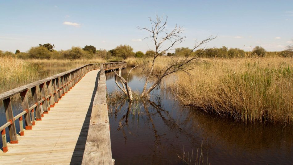 Alianza Verde pide explicaciones en el Congreso sobre la presencia generalizada de pesticidas prohibidos en Doñana y las Tablas de Daimiel