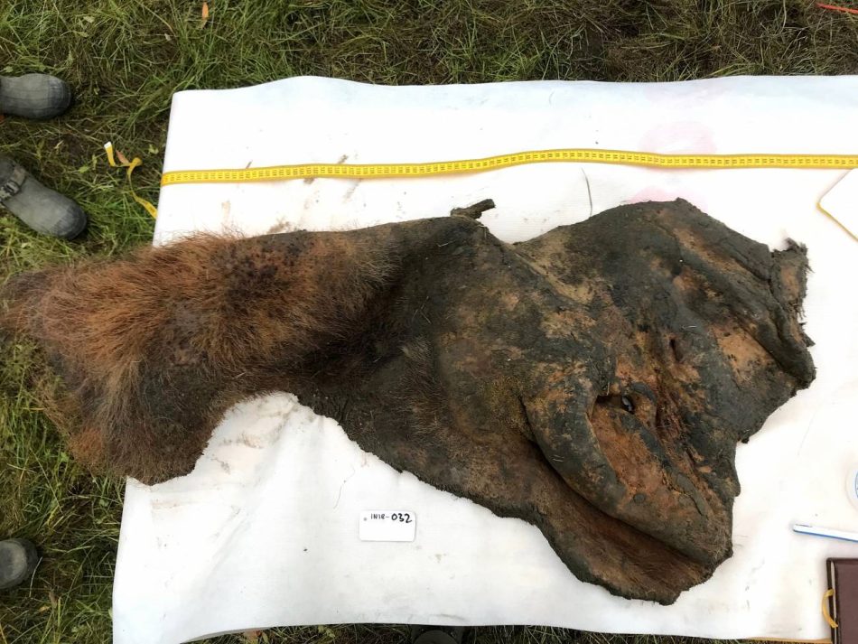 Descubren fósiles de cromosomas antiguos en un mamut lanudo