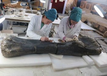 Dinópolis presenta nuevos fósiles de un gran saurópodo europeo y un estegosaurio
