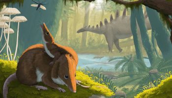 Los pequeños mamíferos del Jurásico crecían más despacio que los actuales