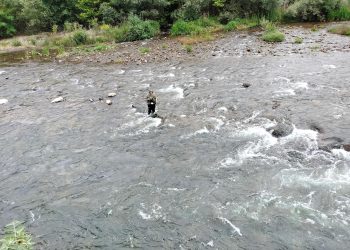 «El salmón sigue declive mientras el Principado de Asturias permite su desaparición»