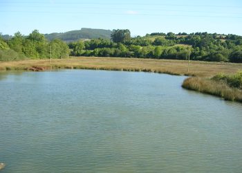 Coordinadora Ecoloxista d´Asturies: «No les preocupa la salud de los que coman almejas engordadas en Villaviciosa»