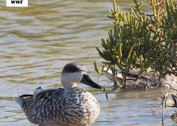 Alianza Verde Andalucía exige contundencia para garantizar la protección integral de Doñana frente a quienes la siguen llevando al abismo 