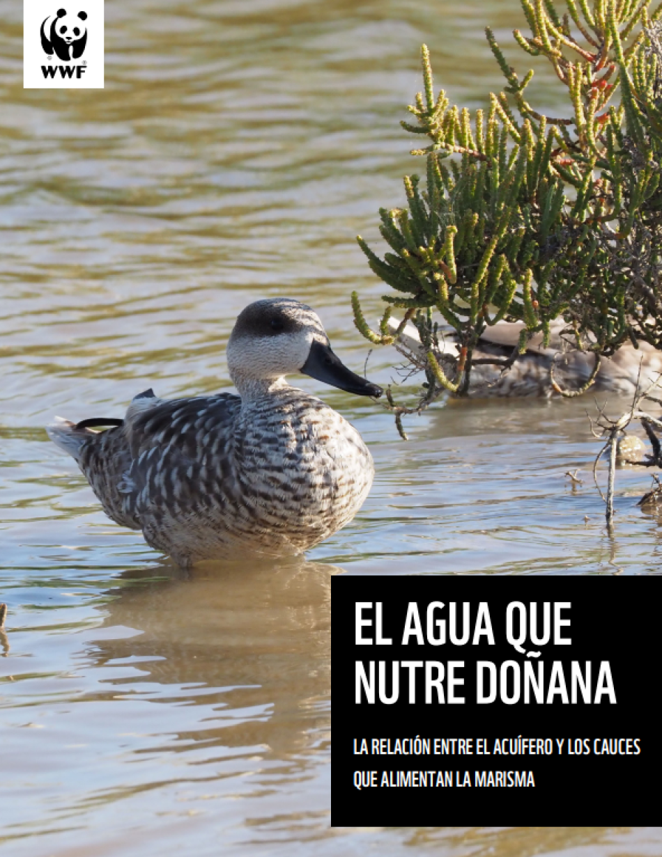 Alianza Verde Andalucía exige contundencia para garantizar la protección integral de Doñana frente a quienes la siguen llevando al abismo 