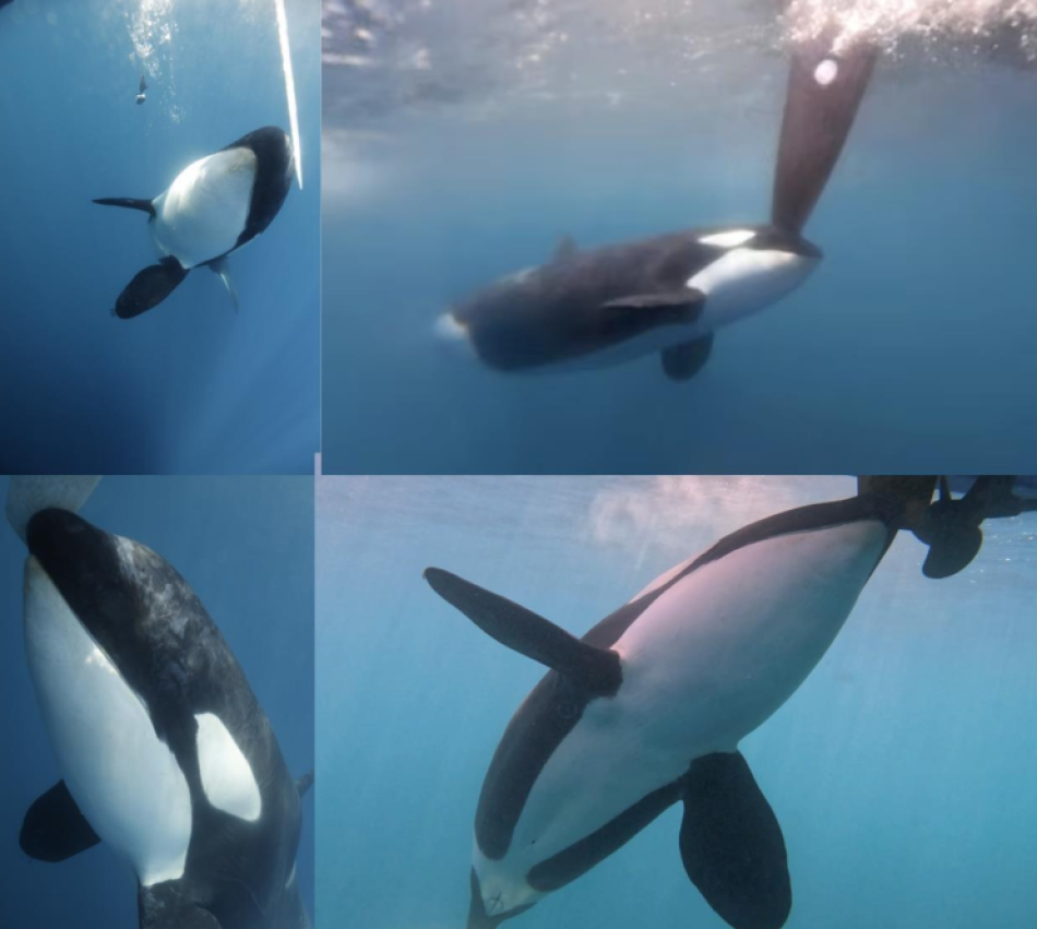 El velero Diosa Maat inicia una campaña de observación de las orcas del Estrecho de Gibraltar