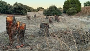 Un auto judicial suspende las obras de urbanización en el bosque Montegancedo de Pozuelo de Alarcón