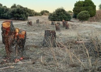 Un auto judicial suspende las obras de urbanización en el bosque Montegancedo de Pozuelo de Alarcón