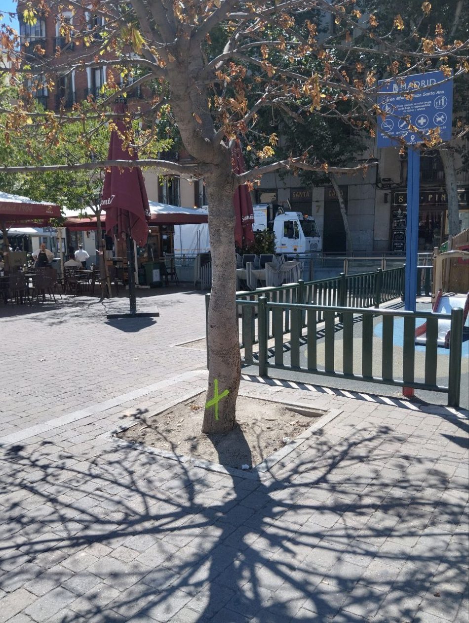 La vecindad, en pie de guerra contra la tala de los árboles de la plaza de Santa Ana (Madrid)