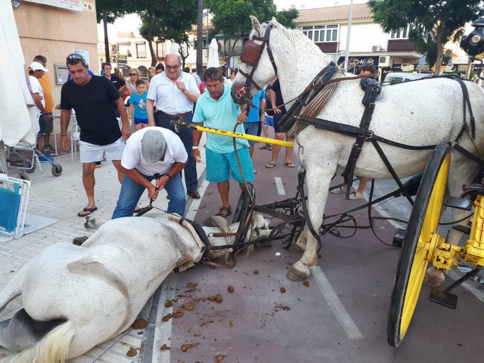 PACMA pide suspender el uso de coches de caballos en Sevilla durante olas de calor