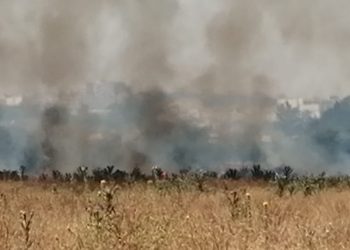 Ecologistas en Acción denuncia los incendios provocados en distintos espacios verdes de Sevilla