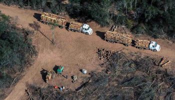 Desmontes en la era Milei: arrasaron 60 mil hectáreas en el norte argentino