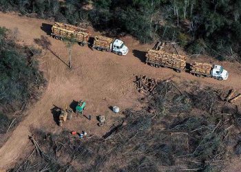 Desmontes en la era Milei: arrasaron 60 mil hectáreas en el norte argentino