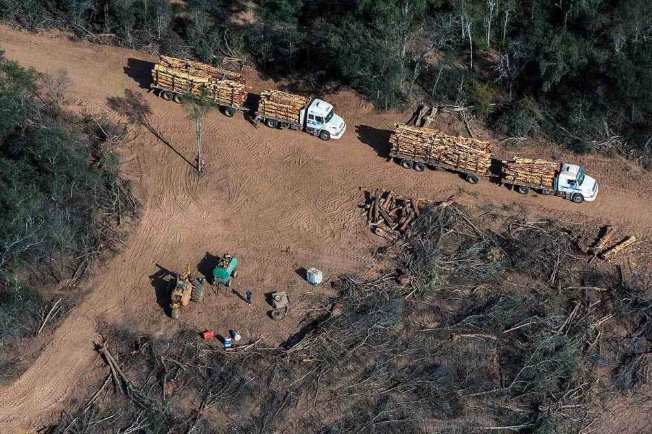 Desmontes en la era Milei: arrasaron 60 mil hectáreas en el norte argentino