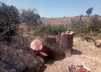 Denuncian la corta de encinas centenarias en la Dehesa Boyal de Cañamero