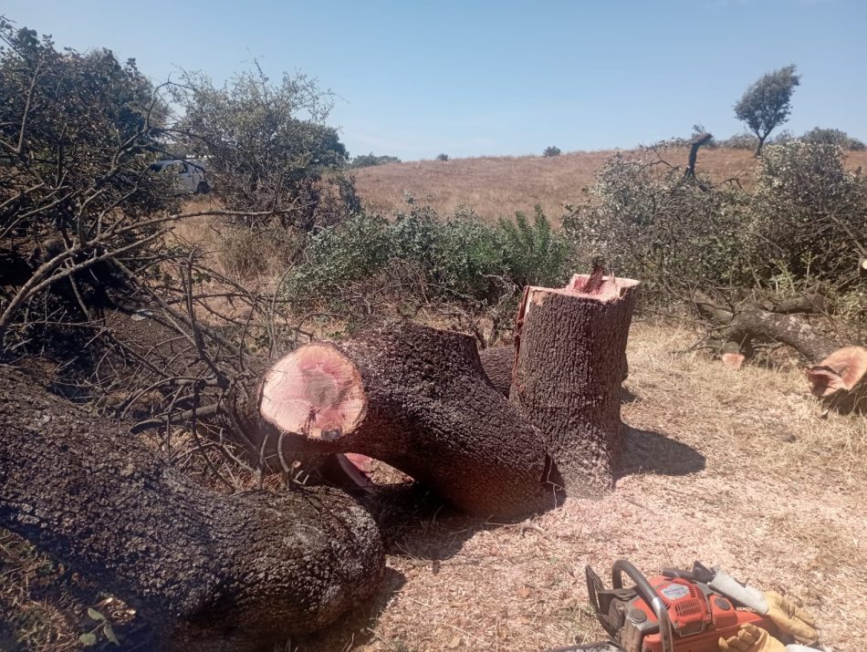 Denuncian la corta de encinas centenarias en la Dehesa Boyal de Cañamero