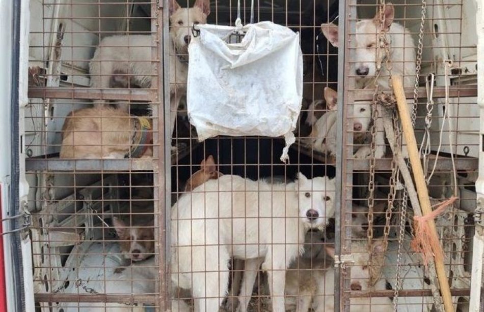 PACMA pide a la Guardia Civil inspeccionar a rehaleros para proteger a 80.000 perros en riesgo durante la ola de calor