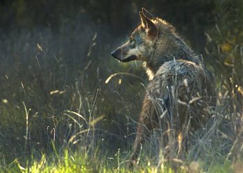 Alianza Verde pide al Gobierno que España presione para que no se rebaje la protección del lobo en la Unión Europea