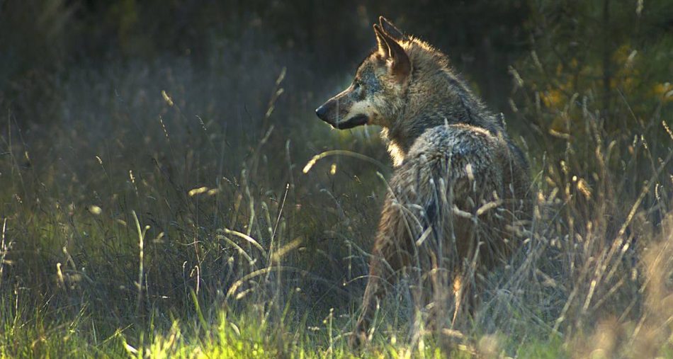 Ecologistas en Acción exige al PP la retirada de su proposición de ley para desproteger al lobo