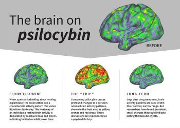 Qué le pasa a tu cerebro al tomar psilocibina, la droga que ayuda a tratar enfermedades mentales