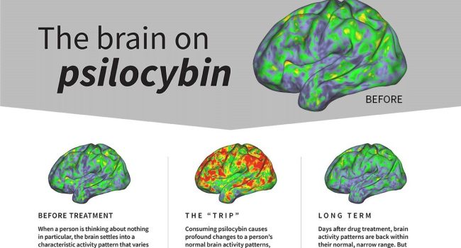 Qué le pasa a tu cerebro al tomar psilocibina, la droga que ayuda a tratar enfermedades mentales