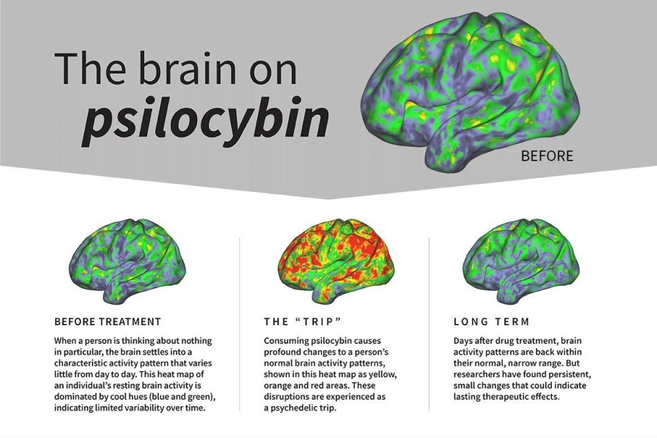 Qué le pasa a tu cerebro al tomar psilocibina, la droga que ayuda a tratar enfermedades mentales