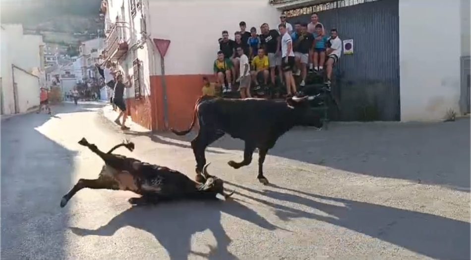 PACMA Jaén denuncia la participación de menores en una suelta de vaquillas en Pegalajar