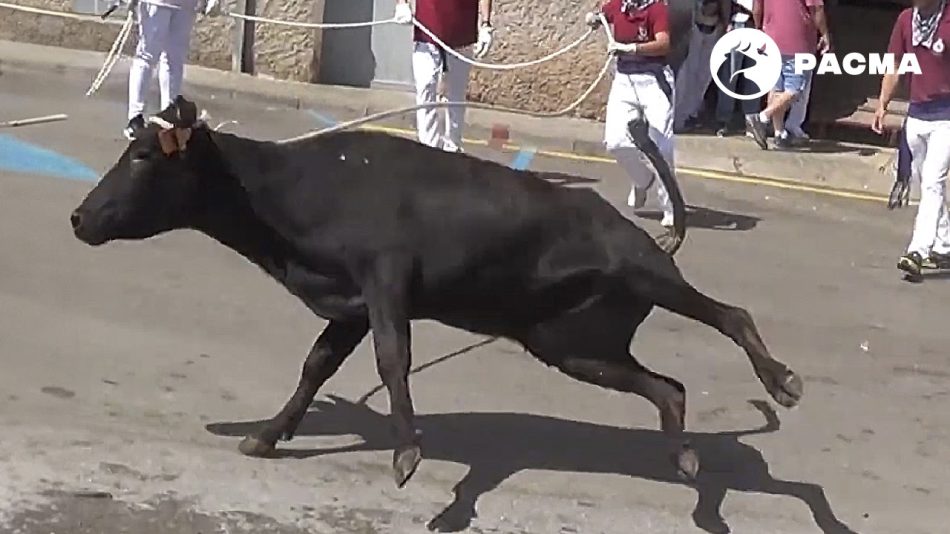 PACMA denuncia la «extrema crueldad» hacia las vaquillas ensogadas en las Fiestas del Ángel en Teruel