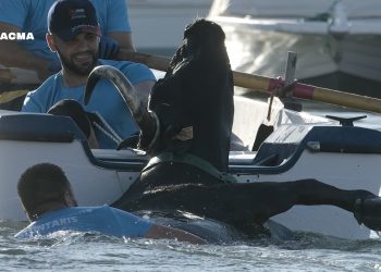 PACMA documenta bochornosas imágenes de maltrato animal en los Bous a la Mar en Denia