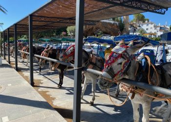 Un arriero de Mijas la toma a golpes contra un turista días después de amenazar a la coordinadora del PACMA