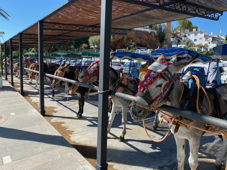 Un arriero de Mijas la toma a golpes contra un turista días después de amenazar a la coordinadora del PACMA