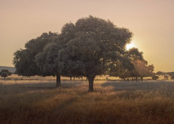 Cerca del 25 % del paisaje europeo podría ser renaturalizado