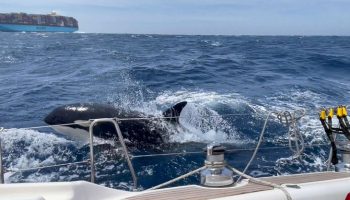 Concluye la campaña «En Defensa de la Orca Ibérica» a bordo del velero Diosa Maat