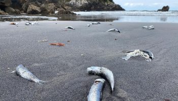 Miles peces muertos en la playa de Santa María del Mar en Castrillón (Asturias)