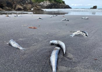 Miles peces muertos en la playa de Santa María del Mar en Castrillón (Asturias)