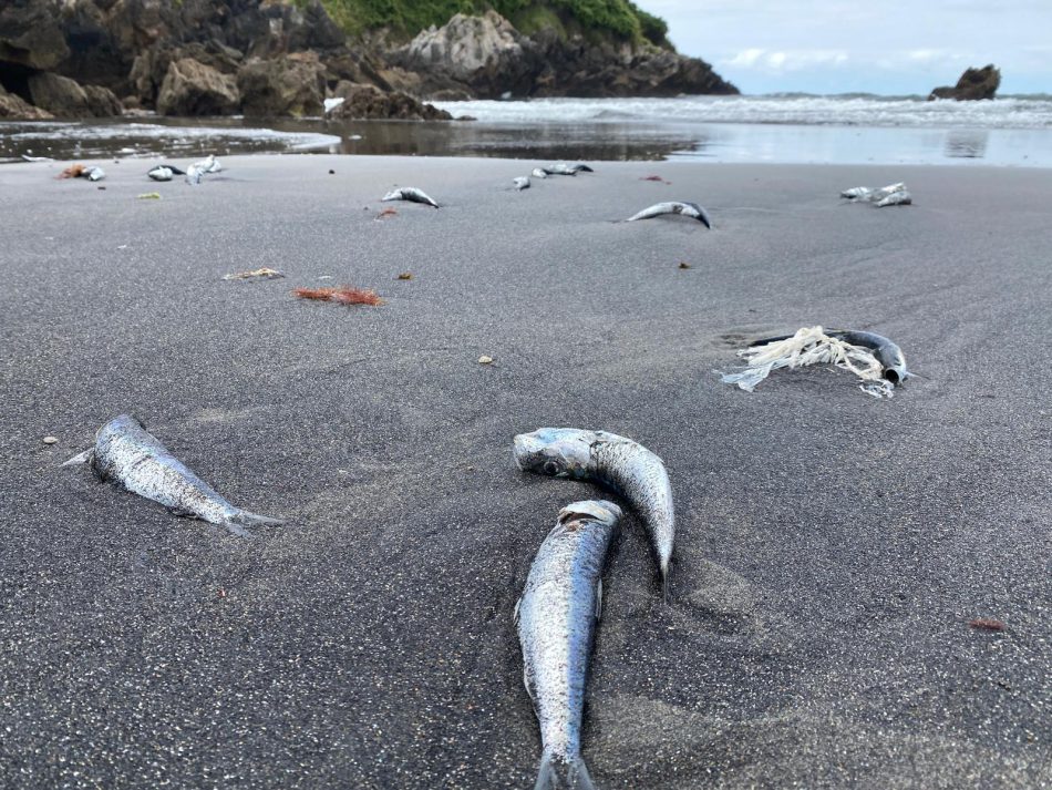 Miles peces muertos en la playa de Santa María del Mar en Castrillón (Asturias)