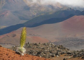 Las margaritas desvelan cómo evolucionan nuevas especies en islas remotas