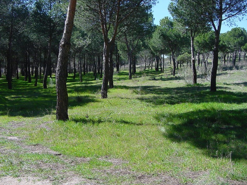 Ecologistas en Acción Suroeste de Madrid e interesa por los disparos en el Parque de las Presillas