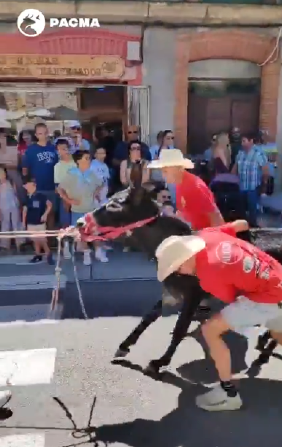 A tortas e insultos con los animales: PACMA denuncia una carrera de burros en Boñar