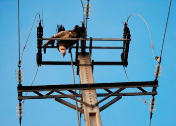 Hoy finaliza el plazo para presentar alegaciones al Real Decreto para proteger a la avifauna contra la colisión y la electrocución en líneas eléctricas de alta tensión y aerogeneradores