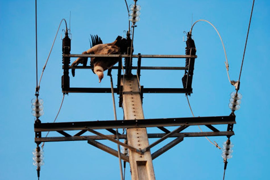 Hoy finaliza el plazo para presentar alegaciones al Real Decreto para proteger a la avifauna contra la colisión y la electrocución en líneas eléctricas de alta tensión y aerogeneradores