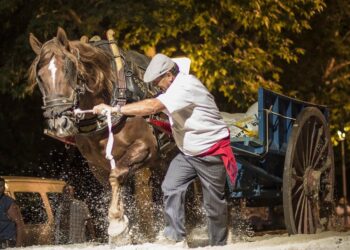 Animalistas solicitan al President de la Generalitat Valenciana, Mazón, que se suspendan los concursos de «Tiro y Arrastre» con caballos en verano, por motivos de bienestar animal