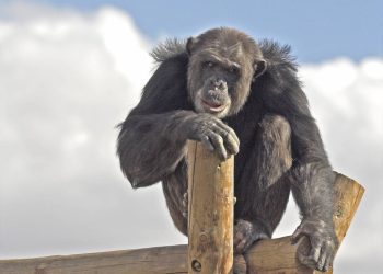 Secuelas del tráfico ilegal de primates en España