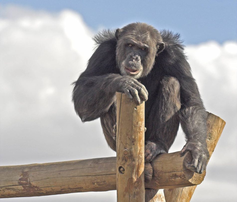 Secuelas del tráfico ilegal de primates en España