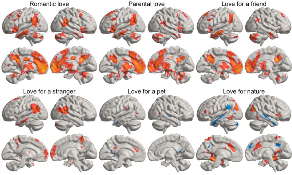 Un estudio muestra cómo el amor estimula nuestro cerebro