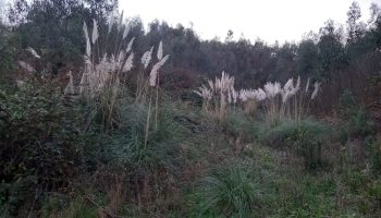 «El coladero del vertedero de Veranes en Gijón»