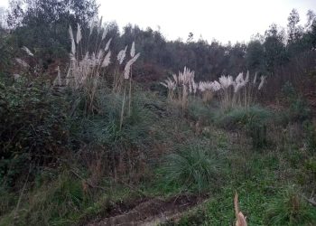 «El coladero del vertedero de Veranes en Gijón»